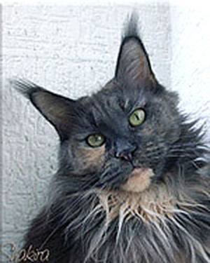 Mountaineer's Shakira Magic Star - maine-coon