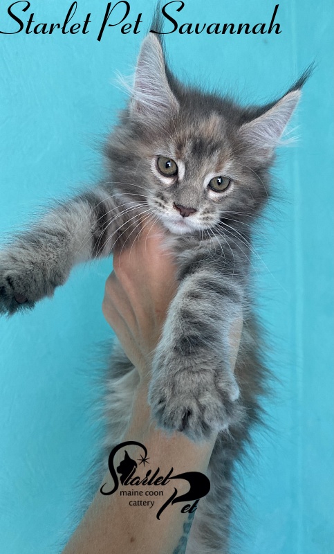 Starlet Pet Savannah - maine-coon