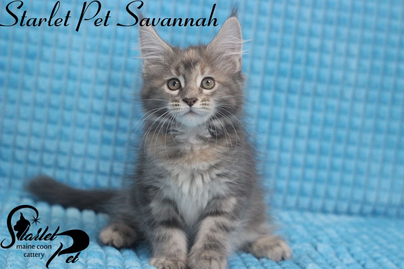 Starlet Pet Savannah - maine-coon