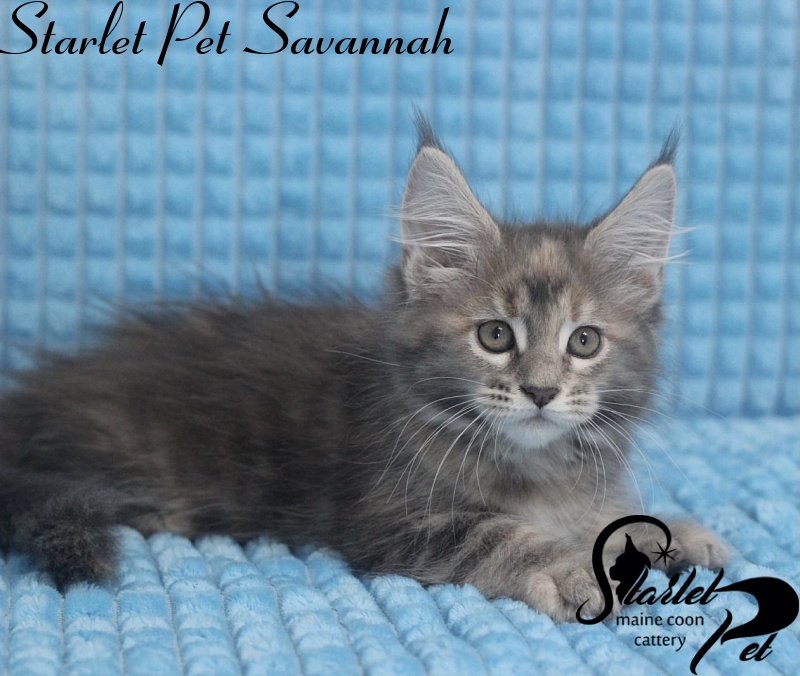 Starlet Pet Savannah - maine-coon