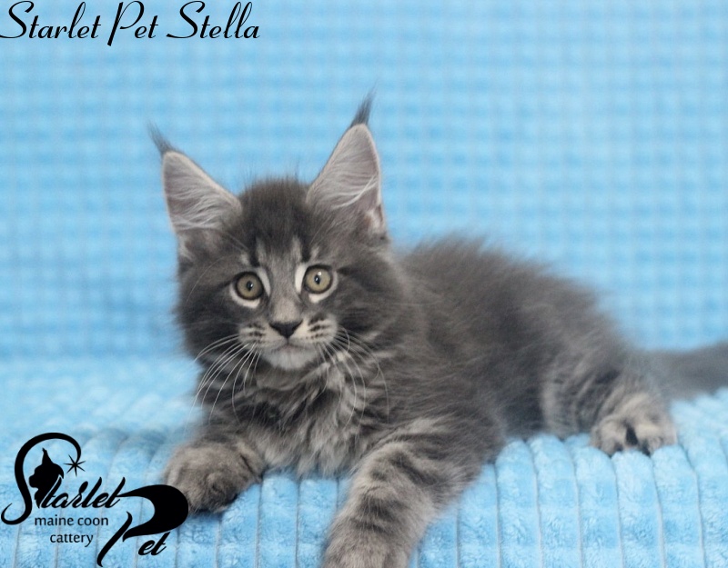 Starlet Pet Stella - maine-coon