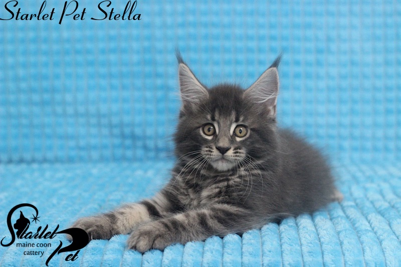Starlet Pet Stella - maine-coon