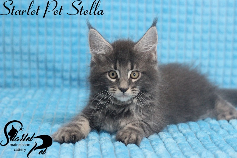 Starlet Pet Stella - maine-coon