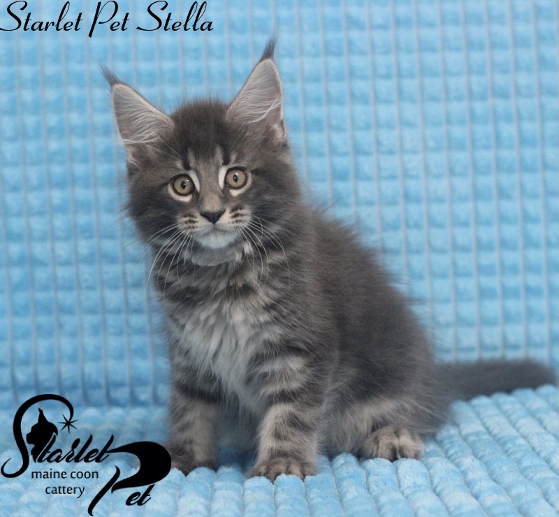 Starlet Pet Stella - maine-coon