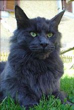 Aloa's Precious Pricilla