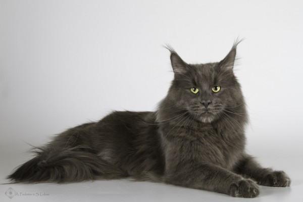 Freeclimber Monte Christo - maine-coon