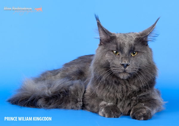 Prince Wiliam Kingcoon - maine-coon 10/26/2012