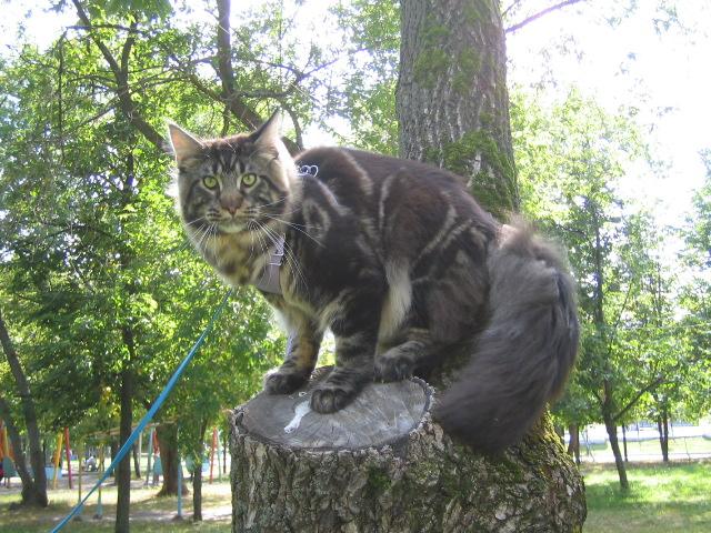 Lapcat Calypso - maine-coon