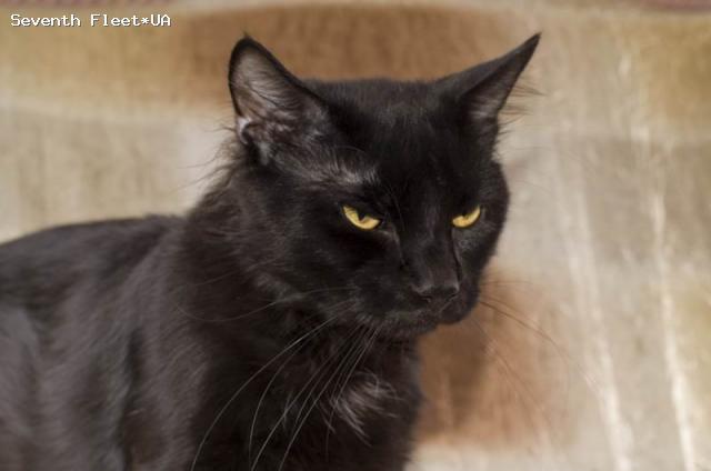 Guinness Seventh Fleet - мейн-кун