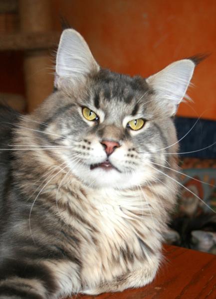 Bajuncat's Anton from Alescoon - maine-coon