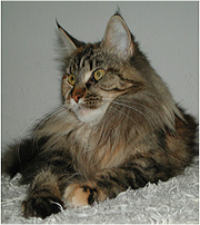 Alwaro Wiktoria - maine-coon