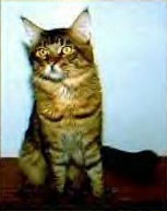 Megacoon Rocking Cyrus - maine-coon