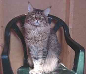 Megacoon Rocking Cyrus - maine-coon