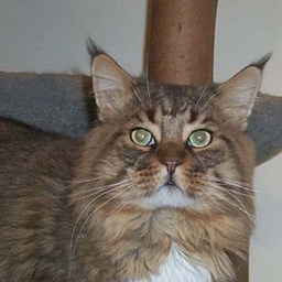 Willowplace Shenandoah