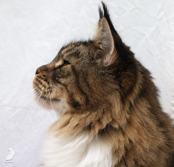 Lioncoon Tayga - maine-coon