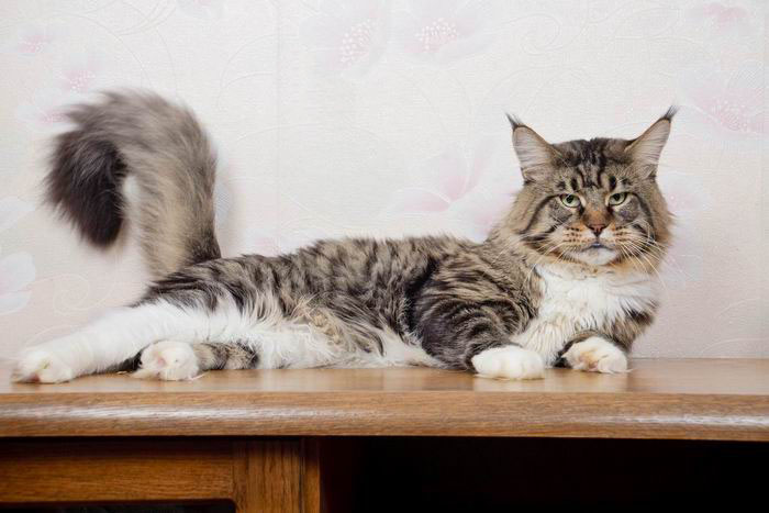 Bajuncat's Bocman - Adult maine-coon 2 years 8 months 3 weeks