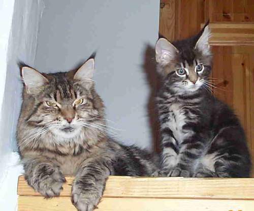 Love Hulen's True Love in the X-file - maine-coon
