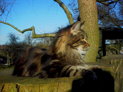 Love Hulen's True Love in the X-file - maine-coon