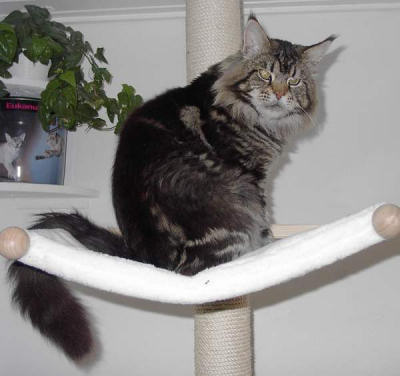 Love Hulen's Scoop - мейн-кун