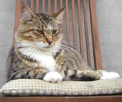 Koontucky Augusta - maine-coon