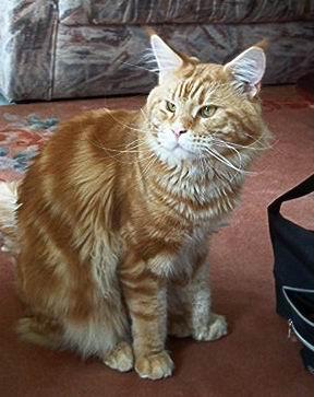 Honey Hill's Paprika - maine-coon