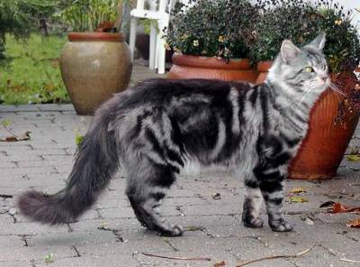 Going Light Bodyguard - maine-coon