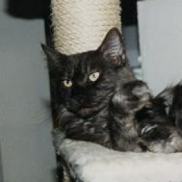 Love Hulen's Mixture