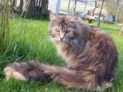 Love Hulen's Reliance - maine-coon