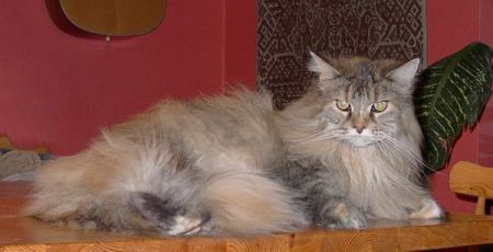Love Hulen's Reliance - maine-coon