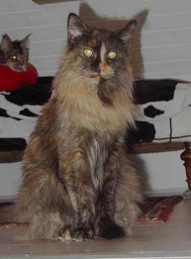 Love Hulen's Terne - maine-coon