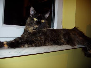 Love Hulen's Private Dancer - Adult maine-coon 2 years 11 months 3 weeks
