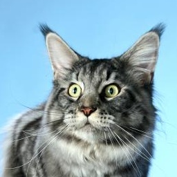 Cool Motion's Quiet-Man