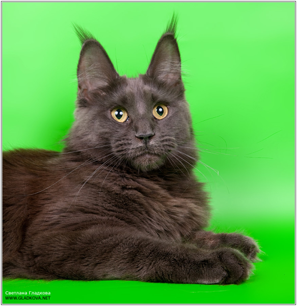 Sweet Dream Volgo-Don-Coon - мейн-кун