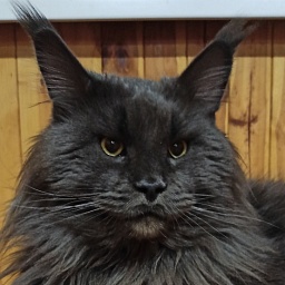 Ferdinand Blue World Maslova Coon