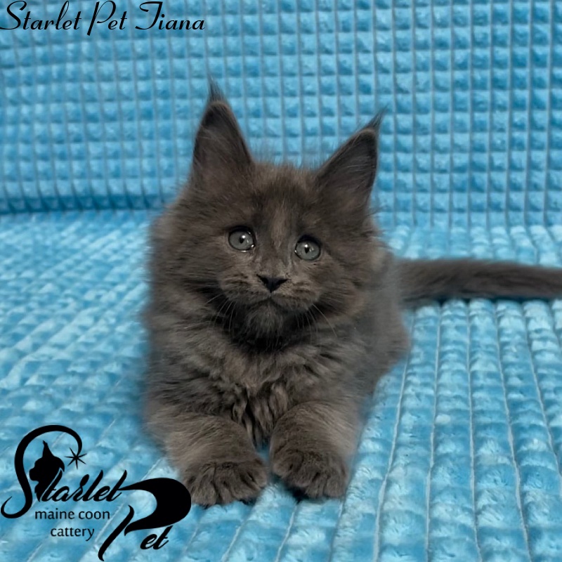 Starlet Pet Tiana - maine-coon