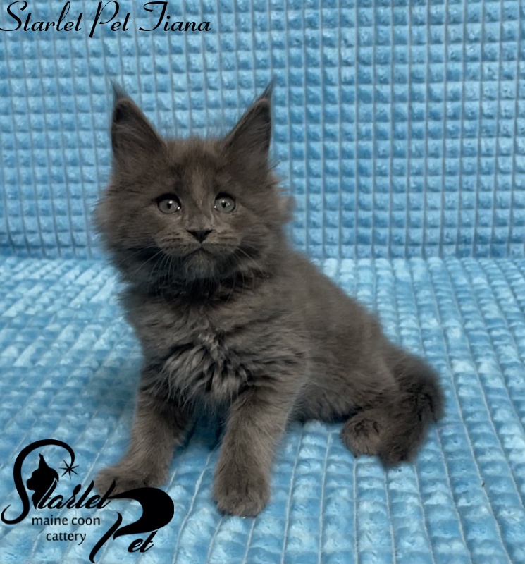 Starlet Pet Tiana - Kitten maine-coon 1 month 2.5 weeks