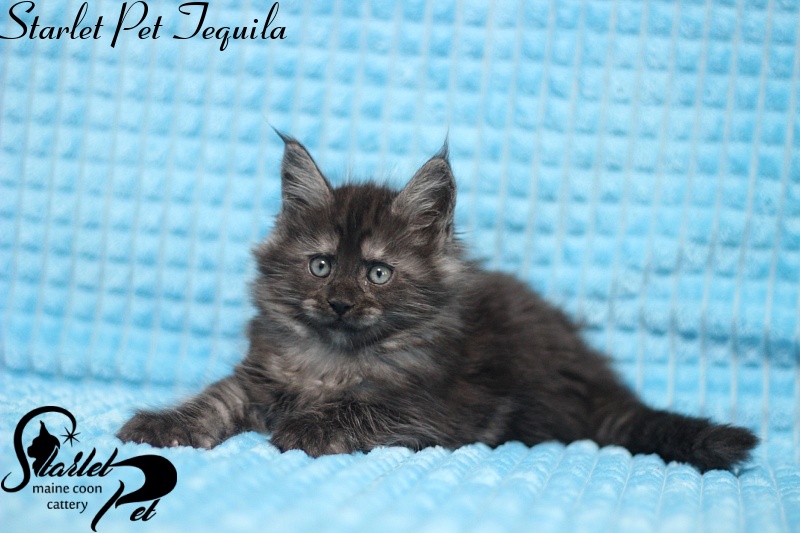 Starlet Pet Tequila - maine-coon