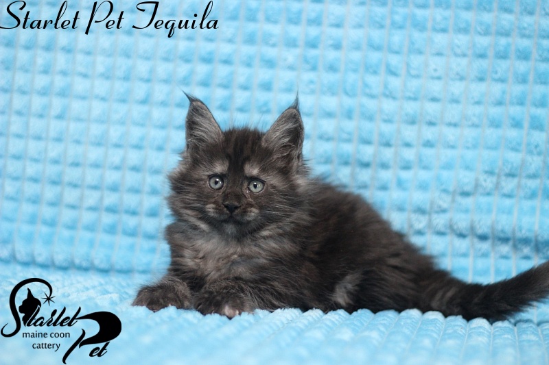 Starlet Pet Tequila - maine-coon