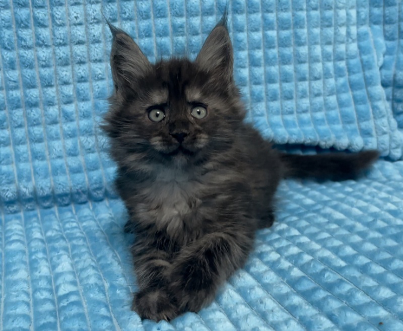 Starlet Pet Tequila - maine-coon
