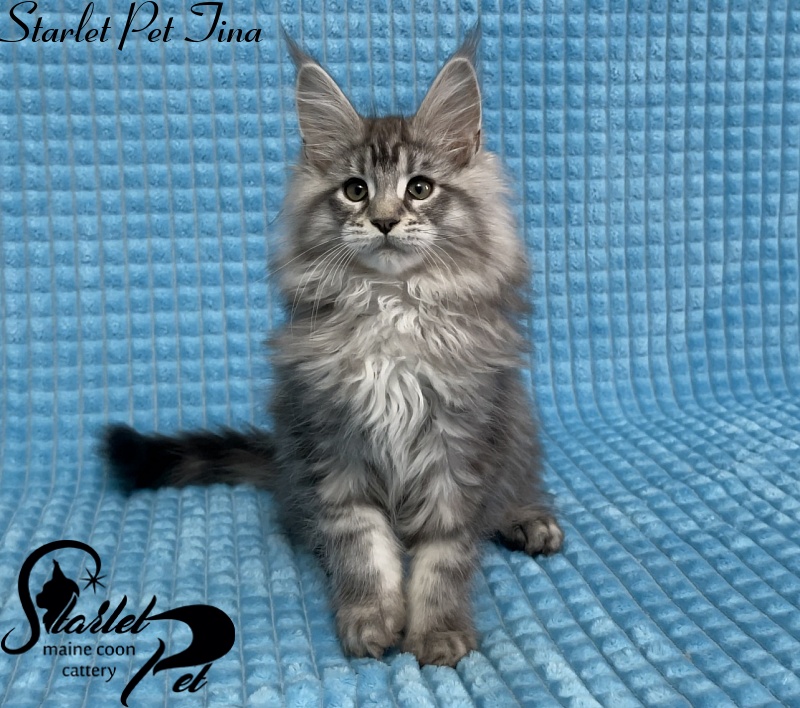 Starlet Pet Tina - Kitten maine-coon 2 months 3 weeks