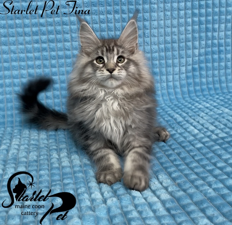 Starlet Pet Tina - Kitten maine-coon 2 months 3 weeks