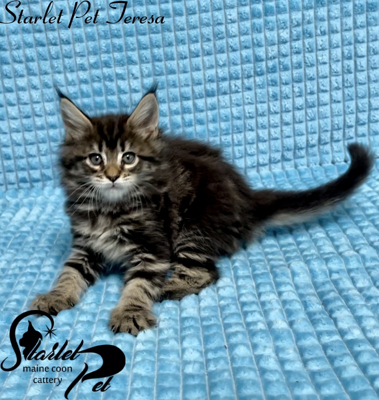 Starlet Pet Teresa - Kitten maine-coon 1 month 2.5 weeks