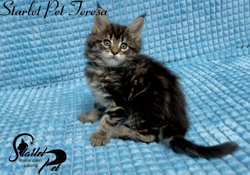 Starlet Pet Teresa - Kitten maine-coon 1 month 2.5 weeks