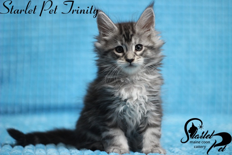 Starlet Pet Trinity - maine-coon