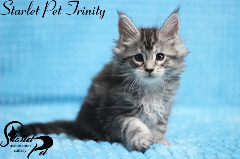 Starlet Pet Trinity - maine-coon