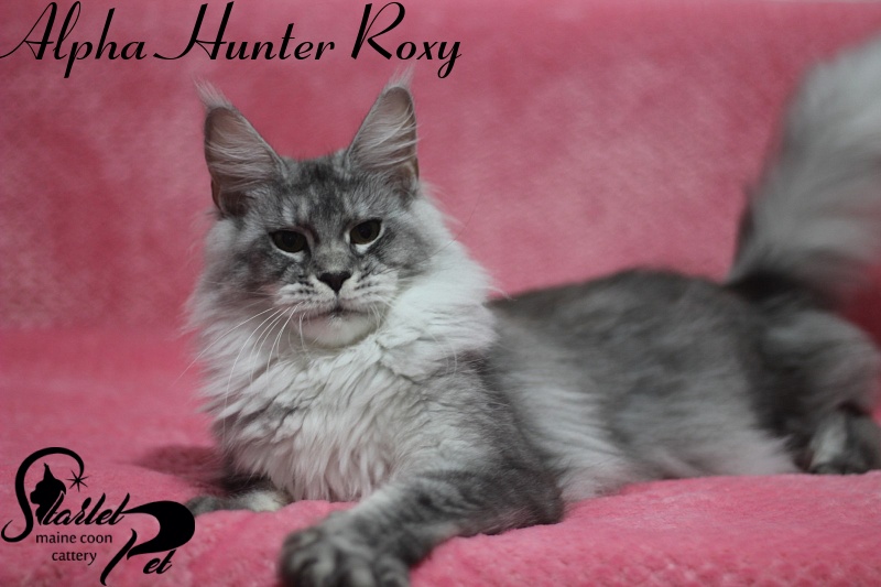 Alpha Hunter Roxy - maine-coon
