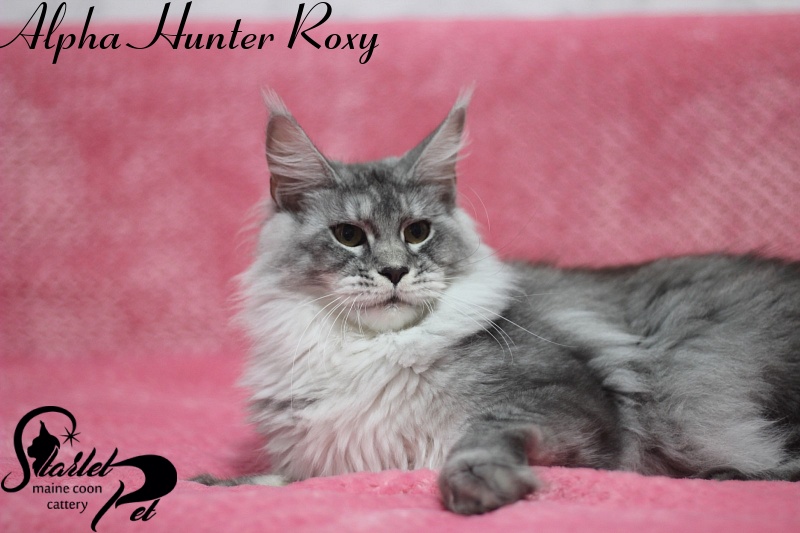 Alpha Hunter Roxy - maine-coon