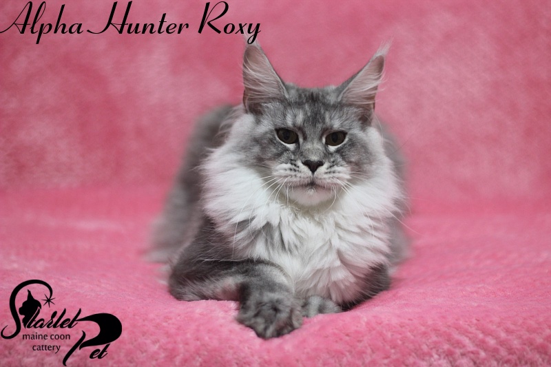 Alpha Hunter Roxy - maine-coon