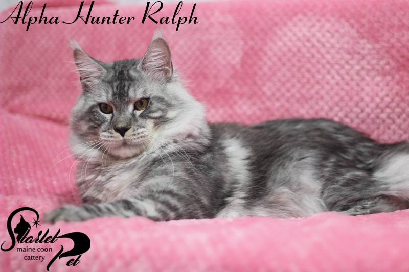 Alpha Hunter Ralph - maine-coon