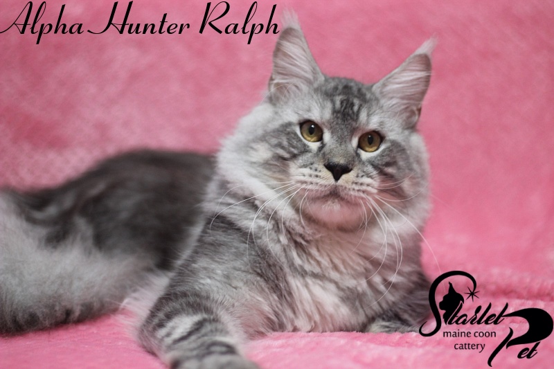 Alpha Hunter Ralph - maine-coon